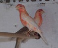 /album/fotogaleria/pajaros-2012-052-jpg/